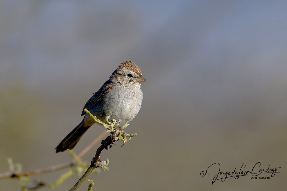 Rufous-winged Sparrow - ML629578054