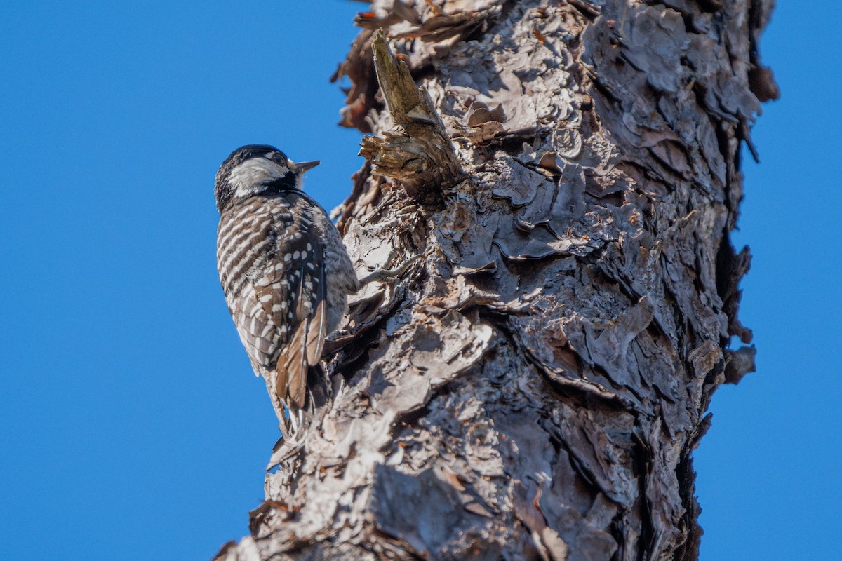 Red-cockaded Woodpecker - ML629578099