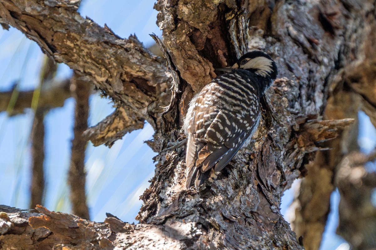 Red-cockaded Woodpecker - ML629578112