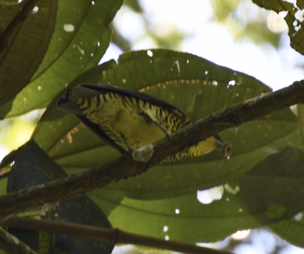 Brazilian Laniisoma - ML629578129