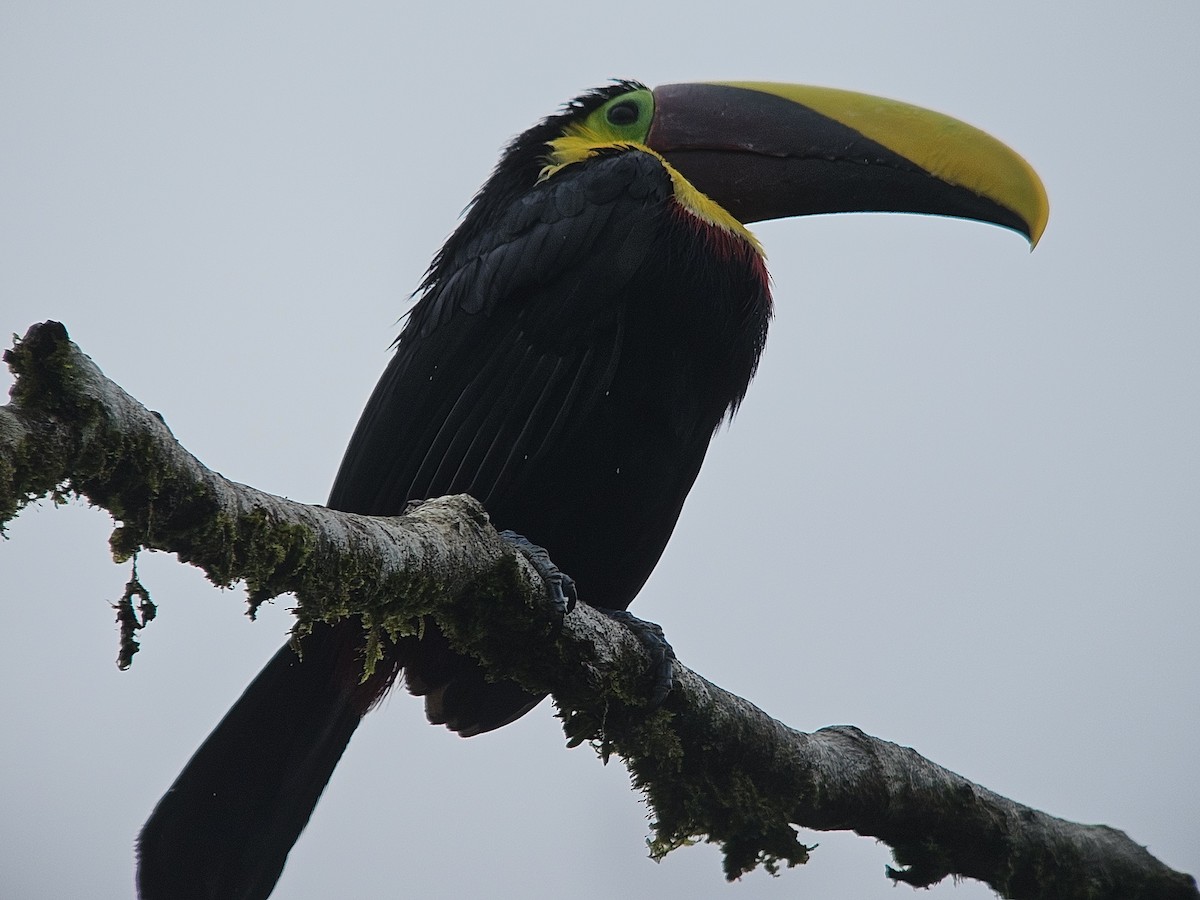 Yellow-throated Toucan - ML629578416
