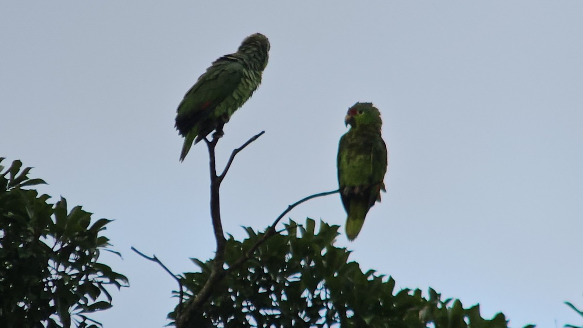 Red-lored Amazon - ML629578431