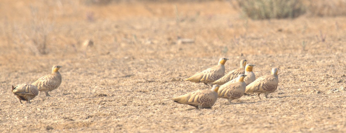 Spotted Sandgrouse - ML629578449