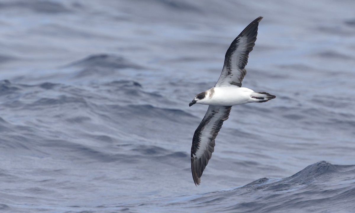 Black-capped Petrel - ML629578459