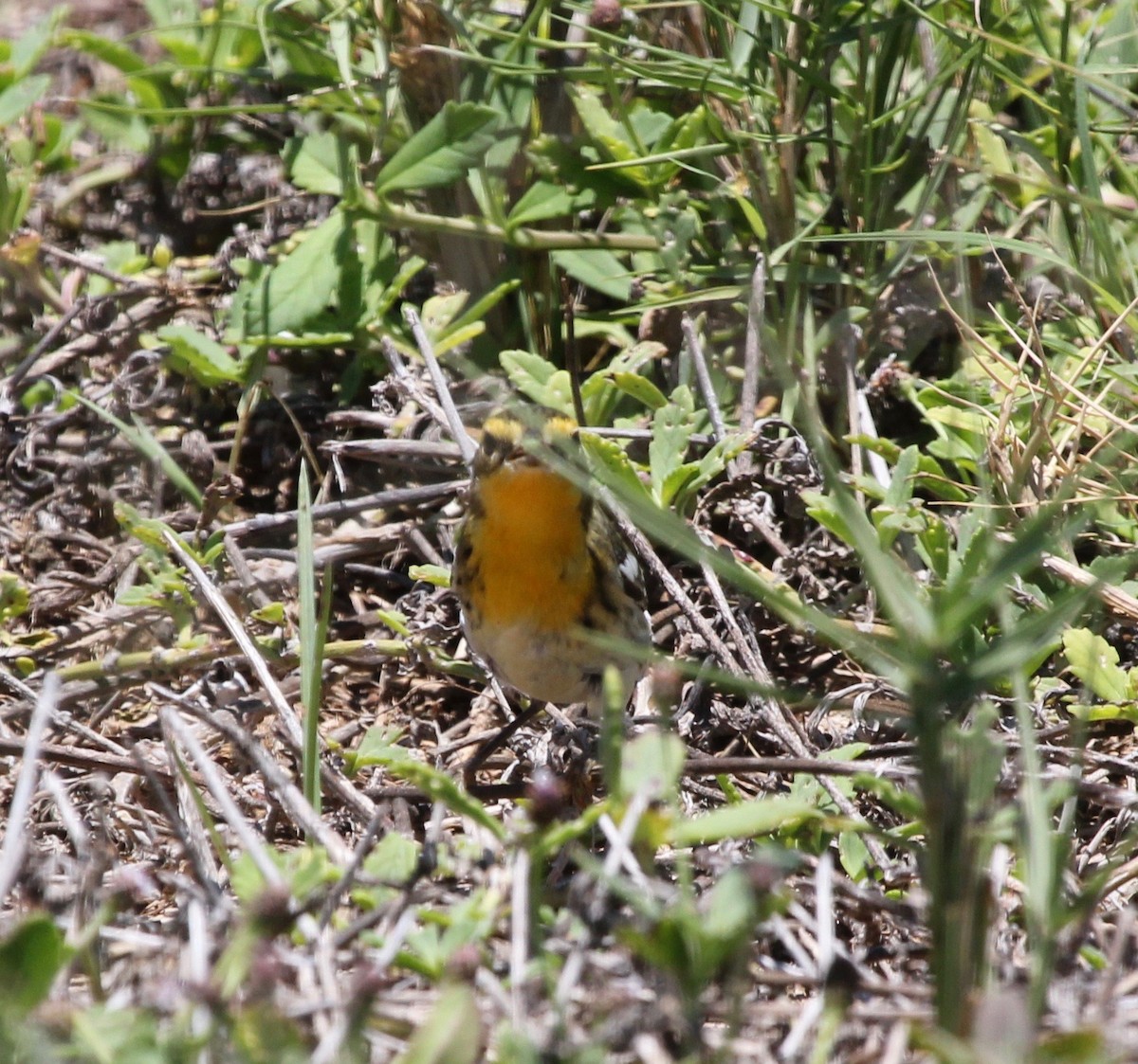 Blackburnian Warbler - ML629578487