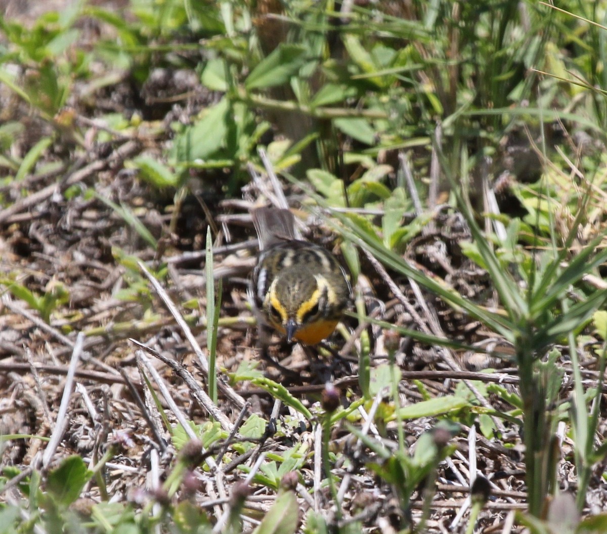 Blackburnian Warbler - ML629578488