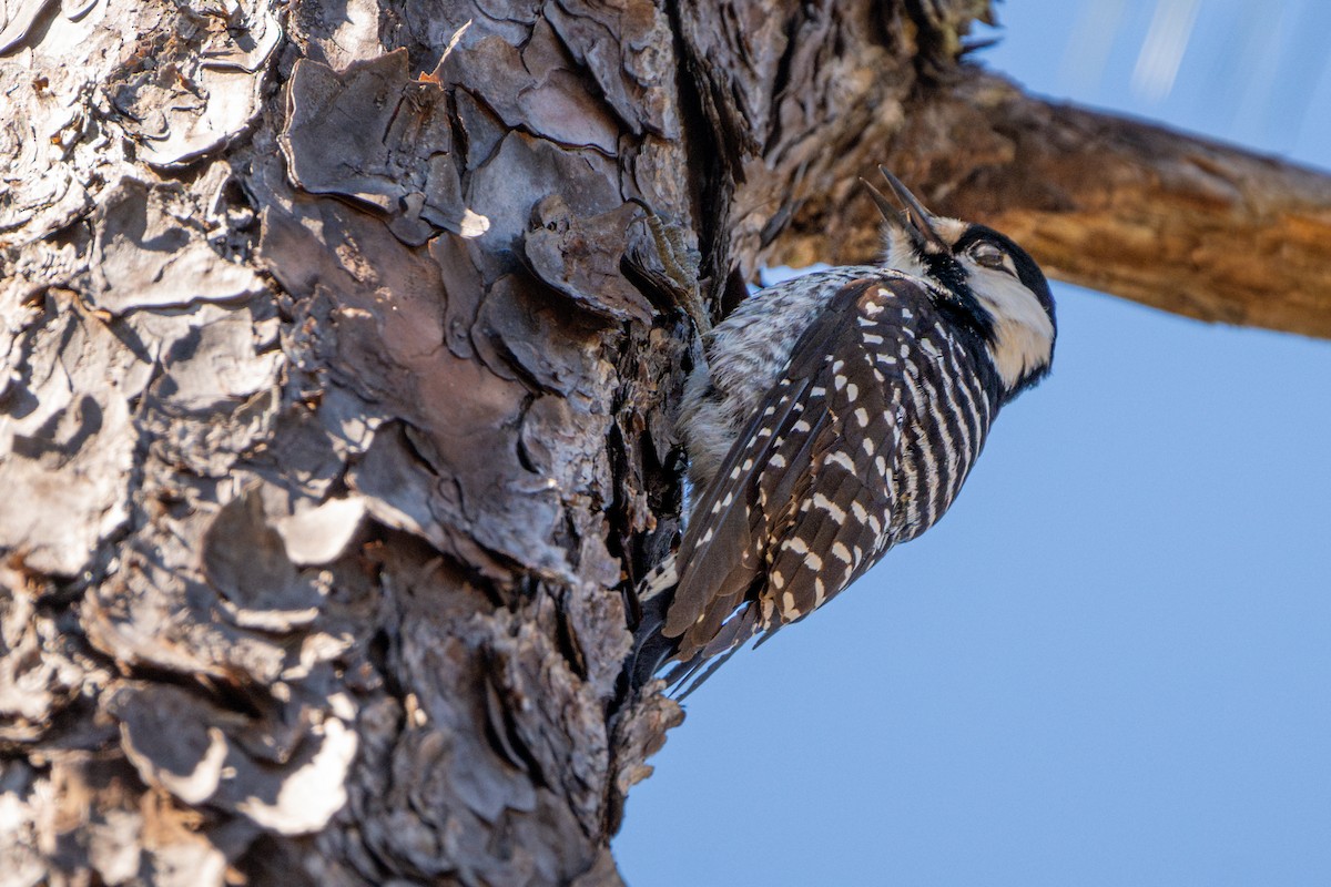 Red-cockaded Woodpecker - ML629578489