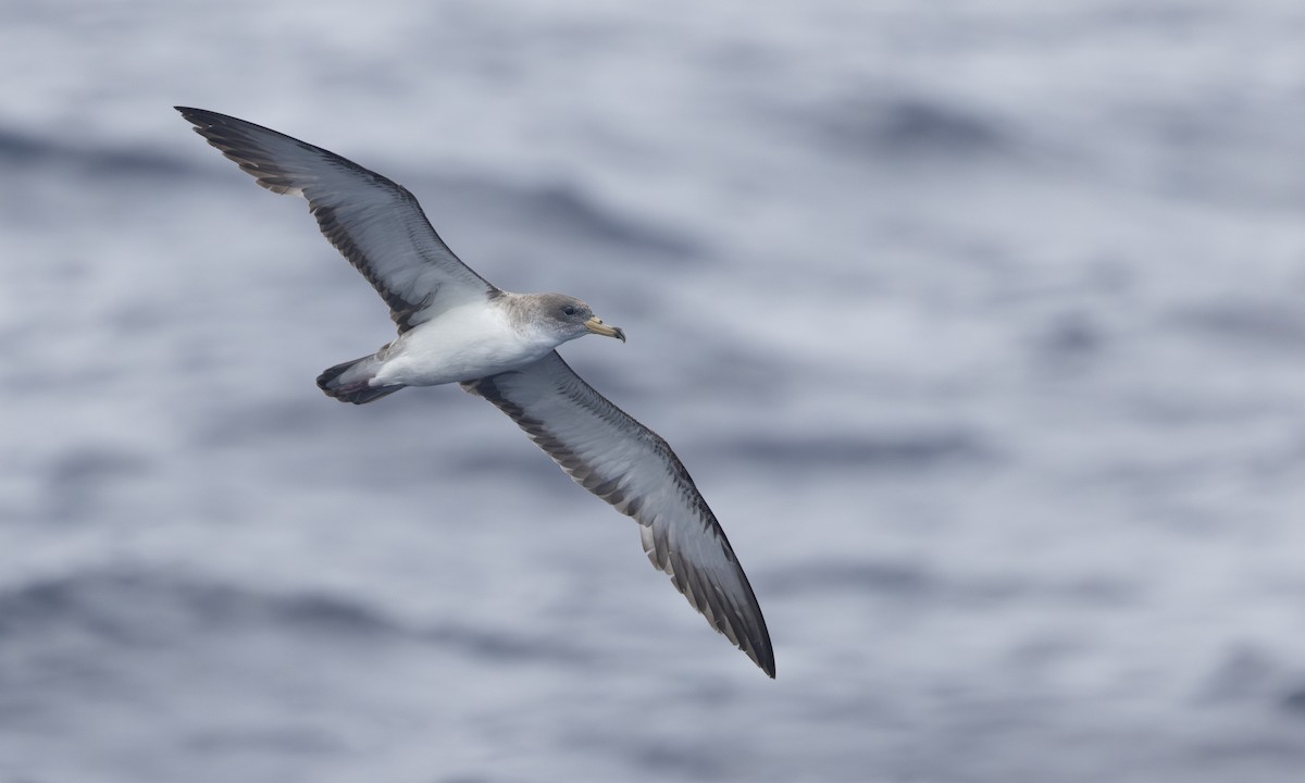 Scopoli's Shearwater - ML629578498