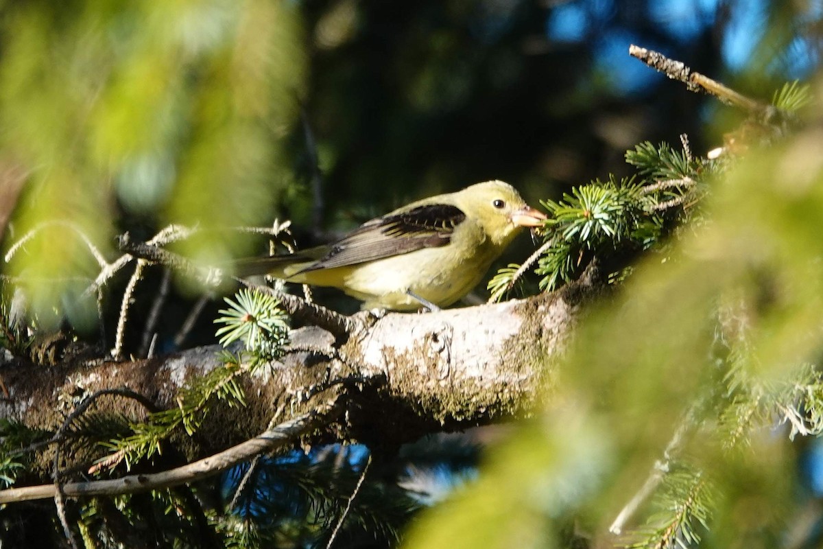 Scarlet Tanager - ML629579250