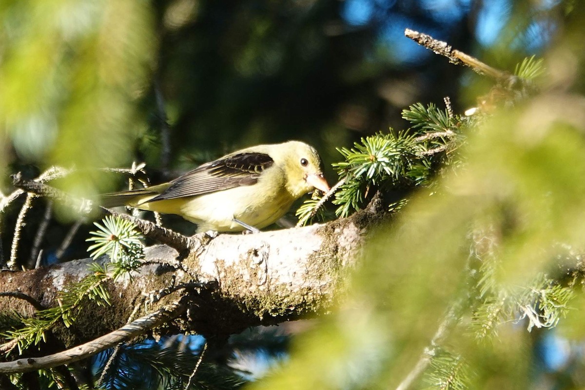 Scarlet Tanager - ML629579252