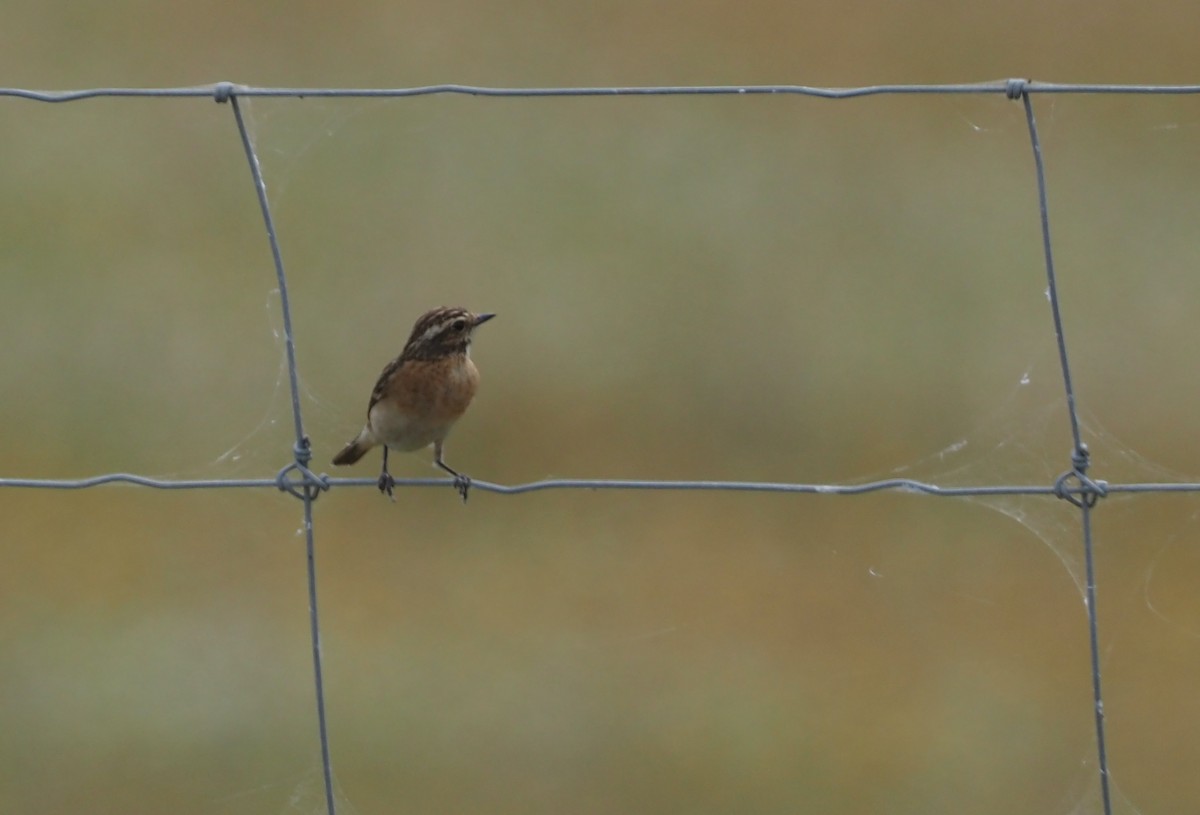 Tarier des prés - ML629579259