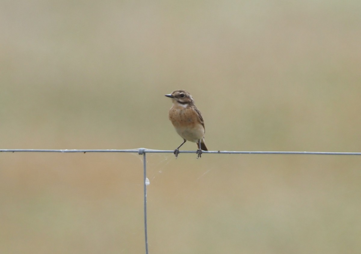 Tarier des prés - ML629579295