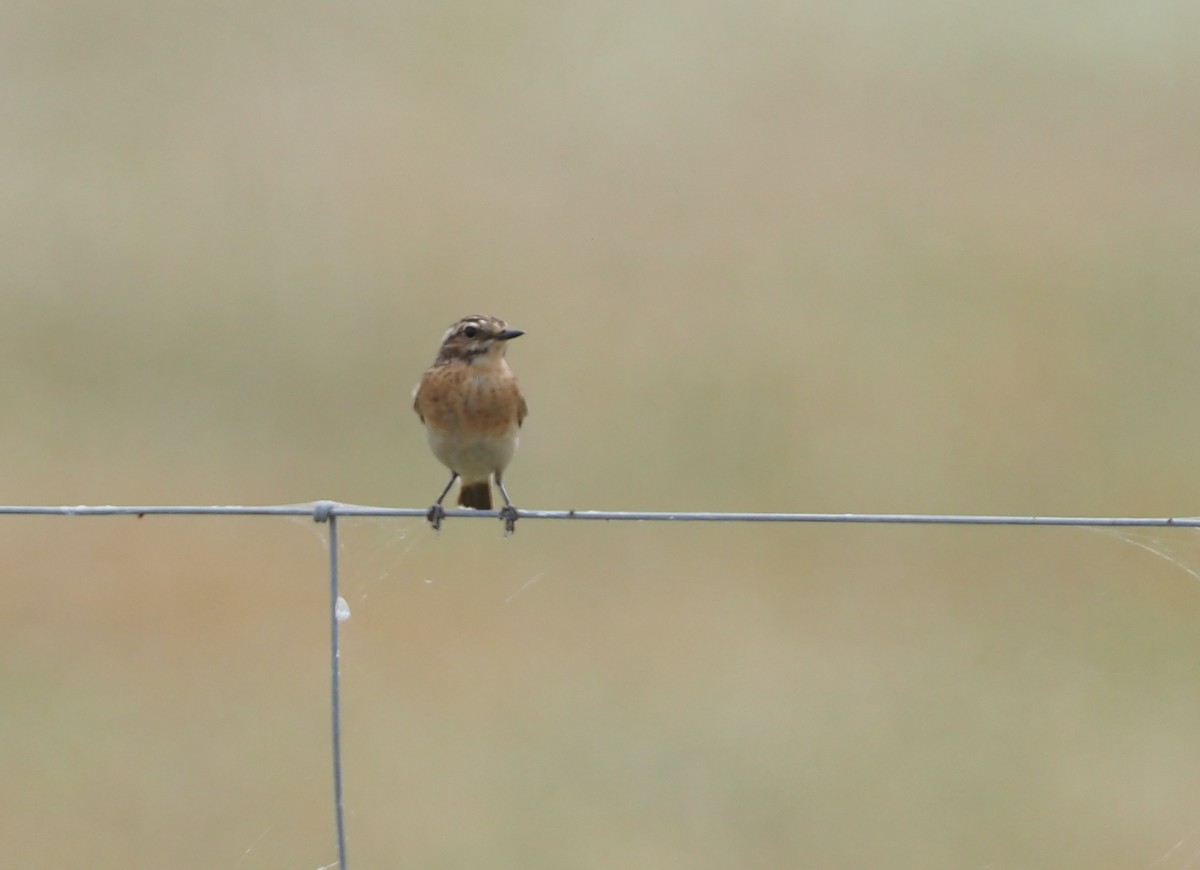 Tarier des prés - ML629579307