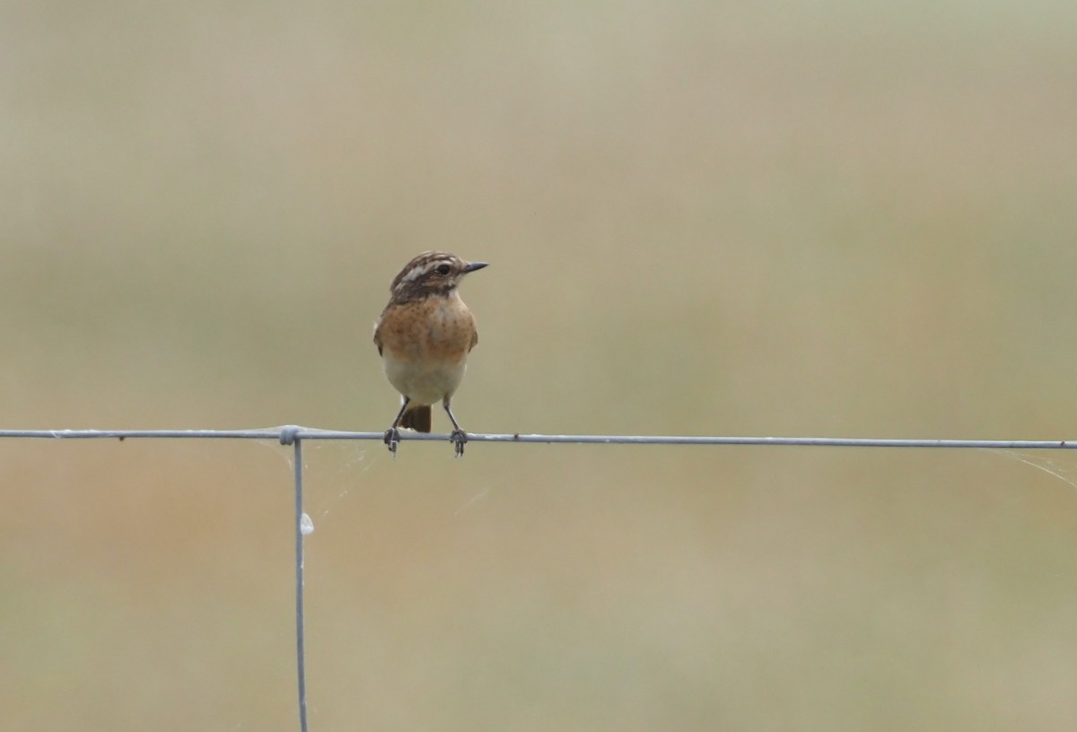 Tarier des prés - ML629579329