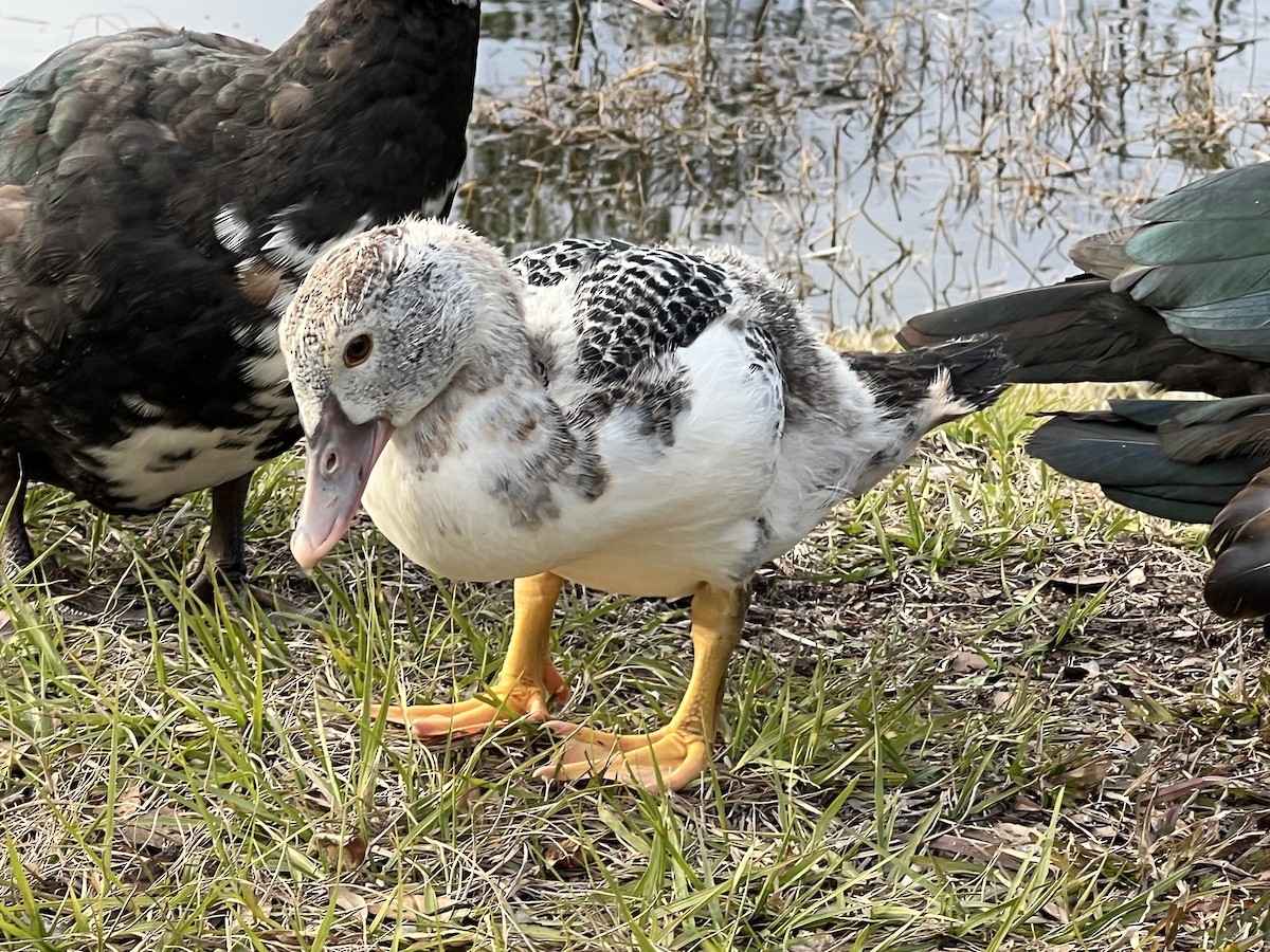 Muscovy Duck (Domestic type) - ML629579563