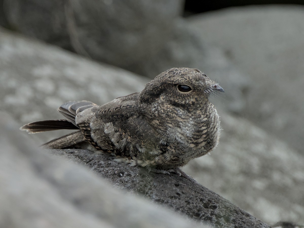 Ladder-tailed Nightjar - ML629579587