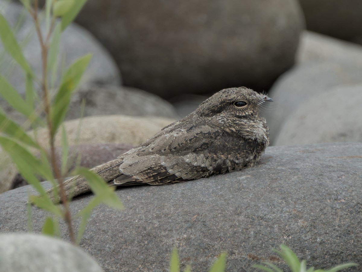 Ladder-tailed Nightjar - ML629579588