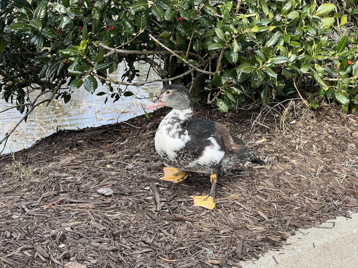 Muscovy Duck (Domestic type) - ML629579607