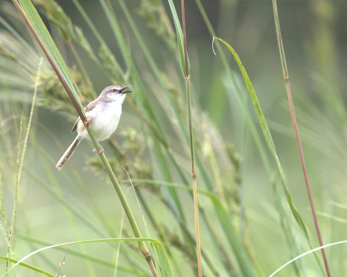 Tawny-flanked Prinia - ML629579736