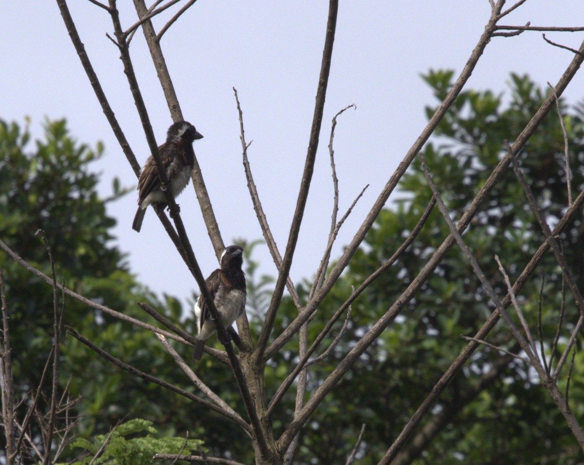 White-eared Barbet - ML629579760