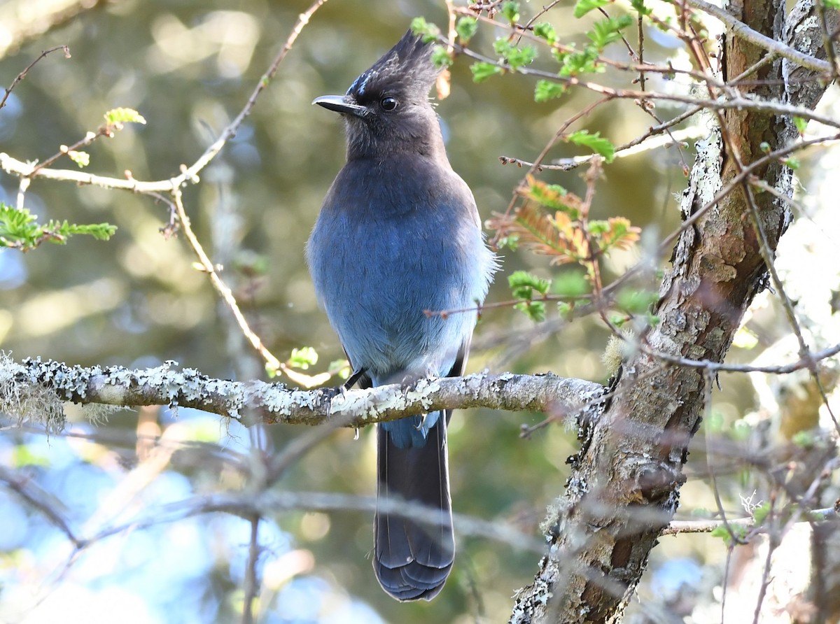 Steller's Jay - ML629580116