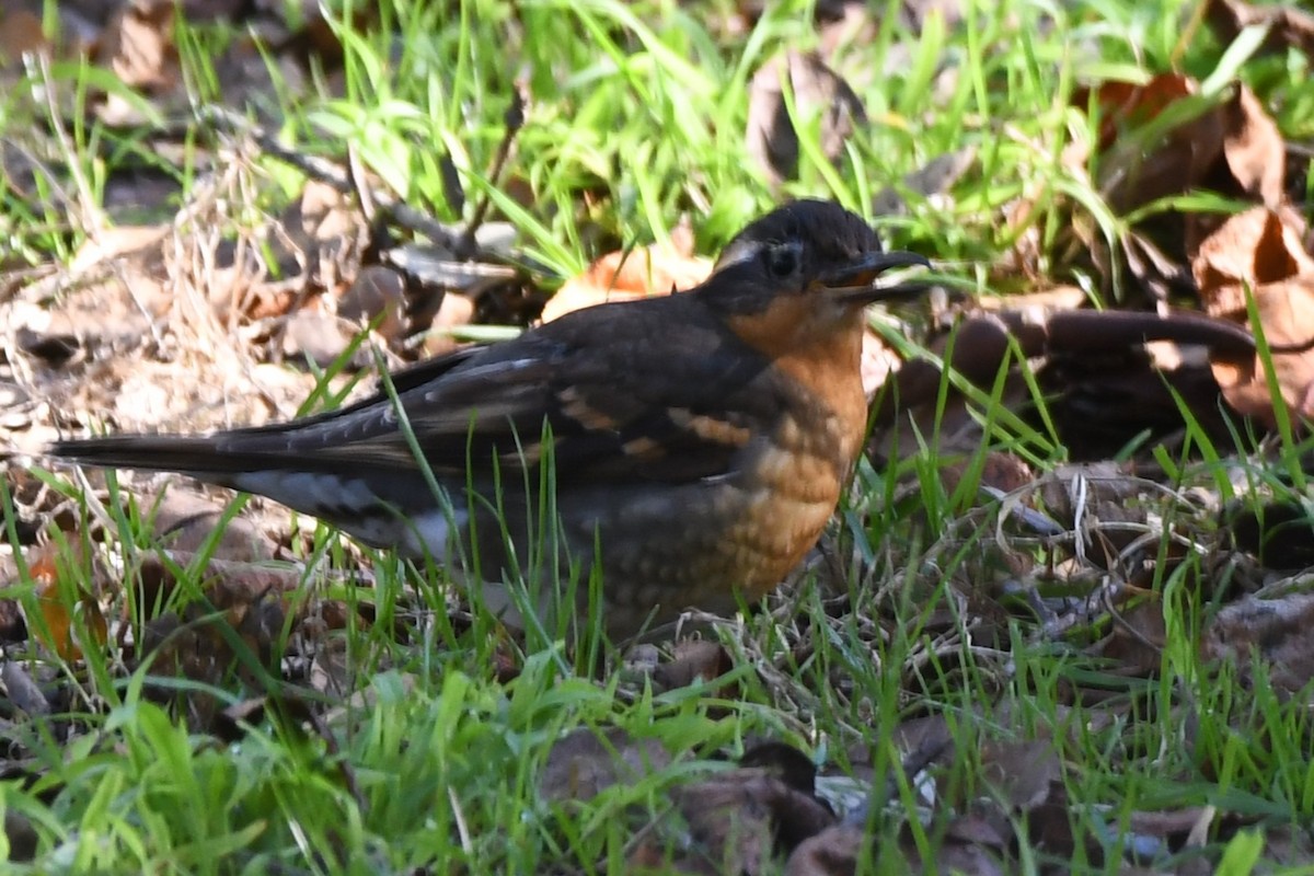 Varied Thrush - ML629580185