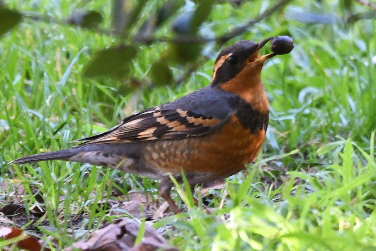 Varied Thrush - ML629580186