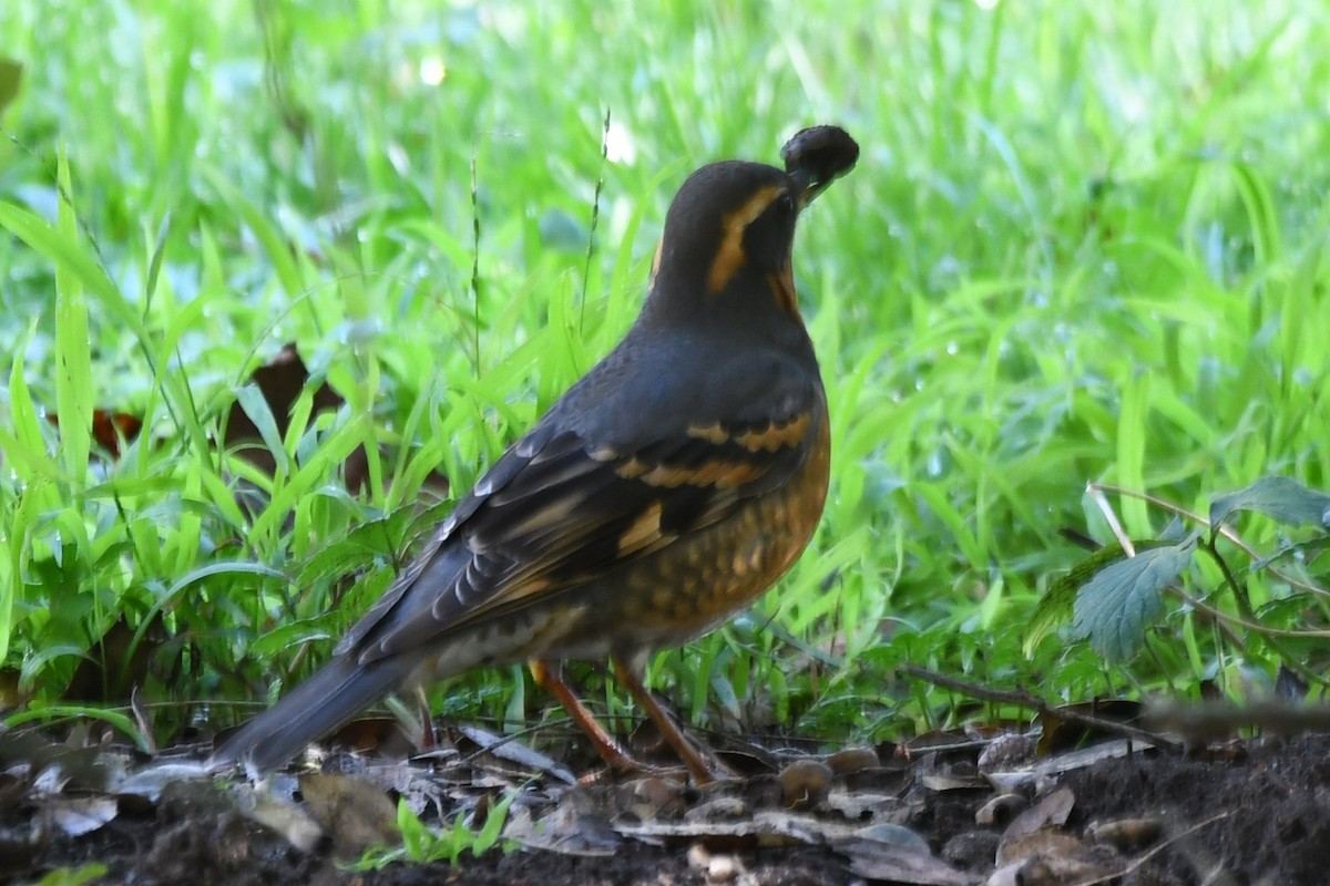 Varied Thrush - ML629580187