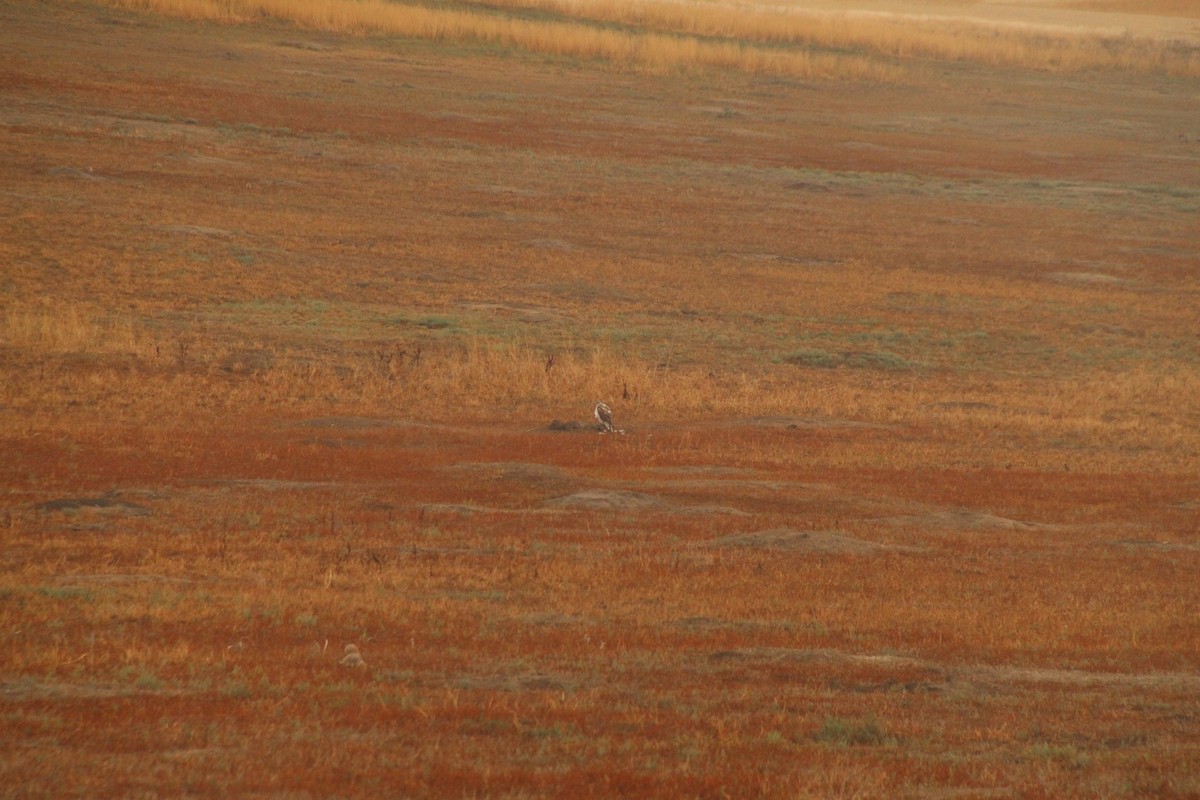 Ferruginous Hawk - ML629580243