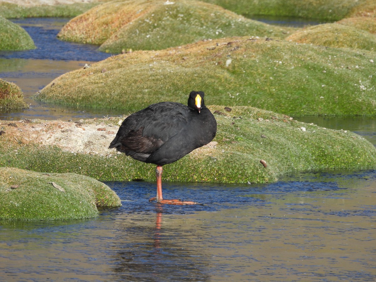 Giant Coot - ML629580783