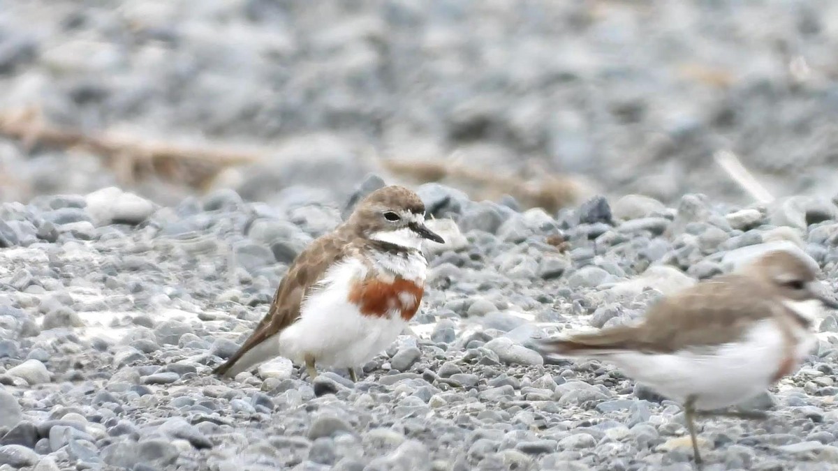 Double-banded Plover - ML629580786