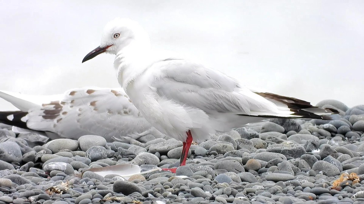 Black-billed Gull - ML629580799