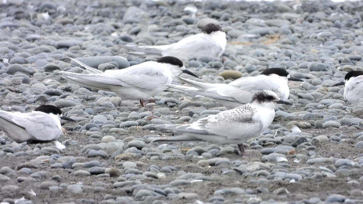 White-fronted Tern - ML629580807
