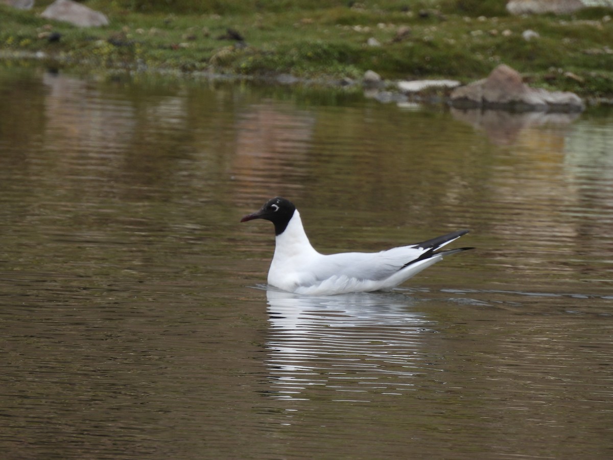 Andean Gull - ML629580876