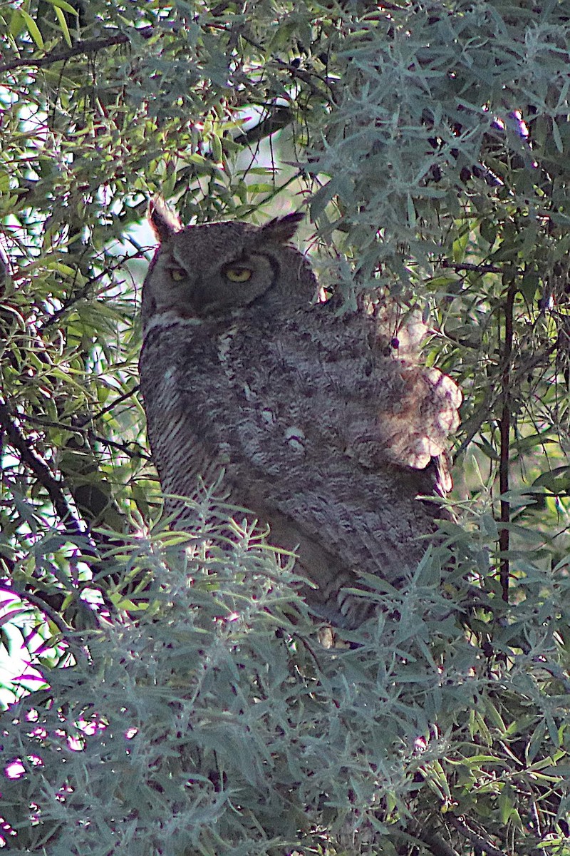 Great Horned Owl - ML629581004