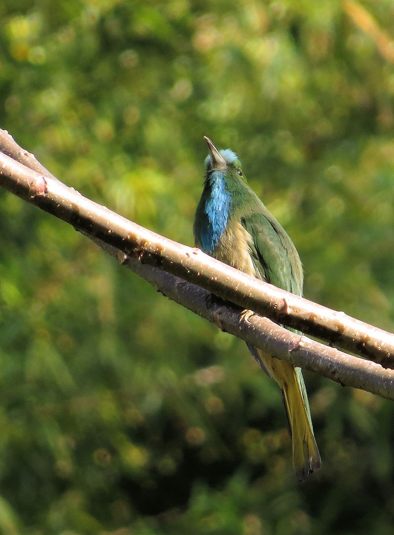 Blue-bearded Bee-eater - ML629581198