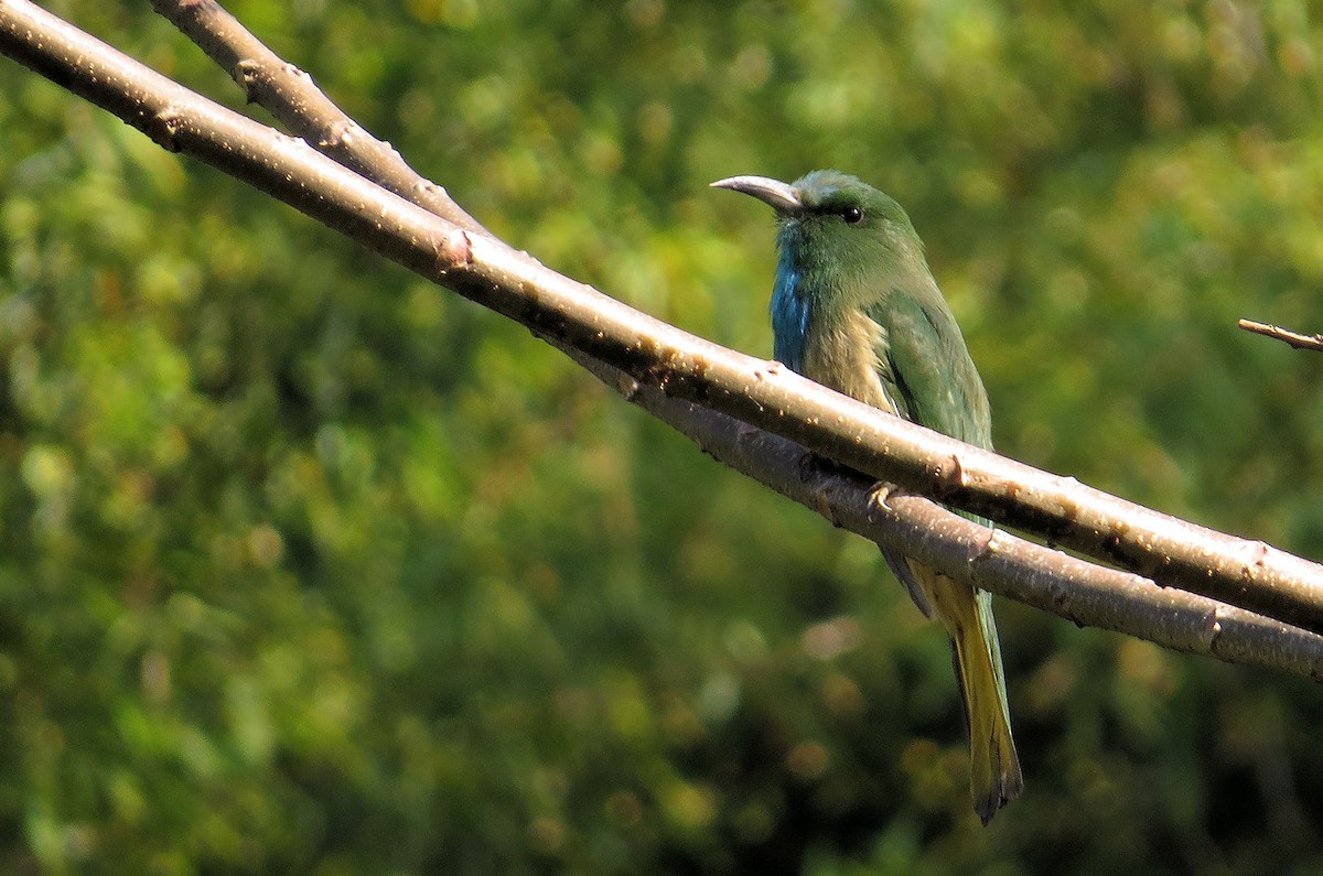 Blue-bearded Bee-eater - ML629581199