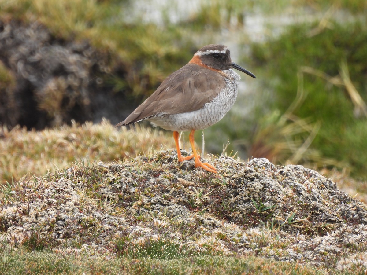 Diademed Sandpiper-Plover - ML629581235