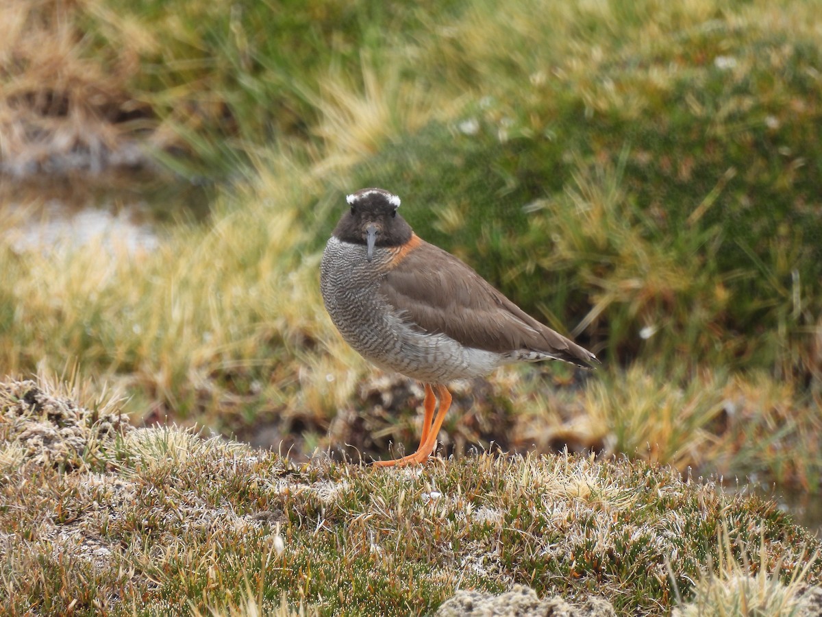 Diademed Sandpiper-Plover - ML629581312