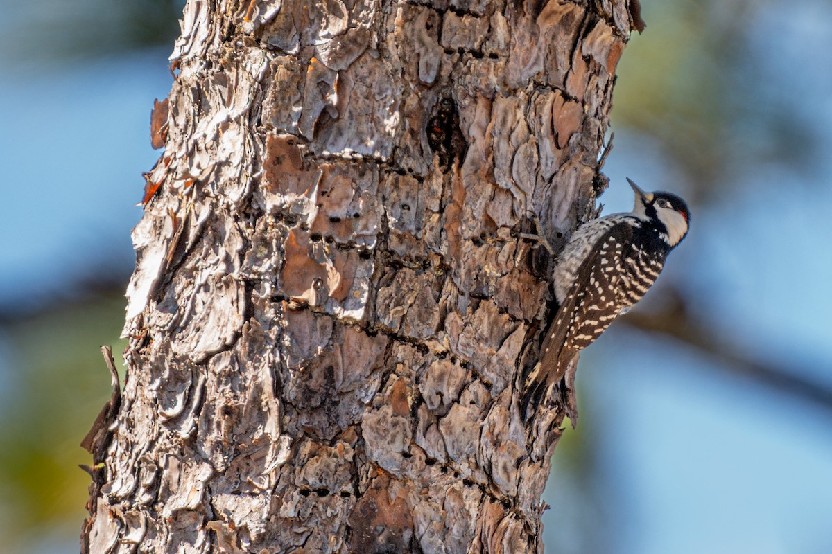 Red-cockaded Woodpecker - ML629581601
