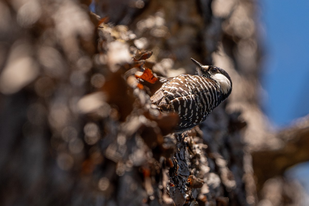 Red-cockaded Woodpecker - ML629581602