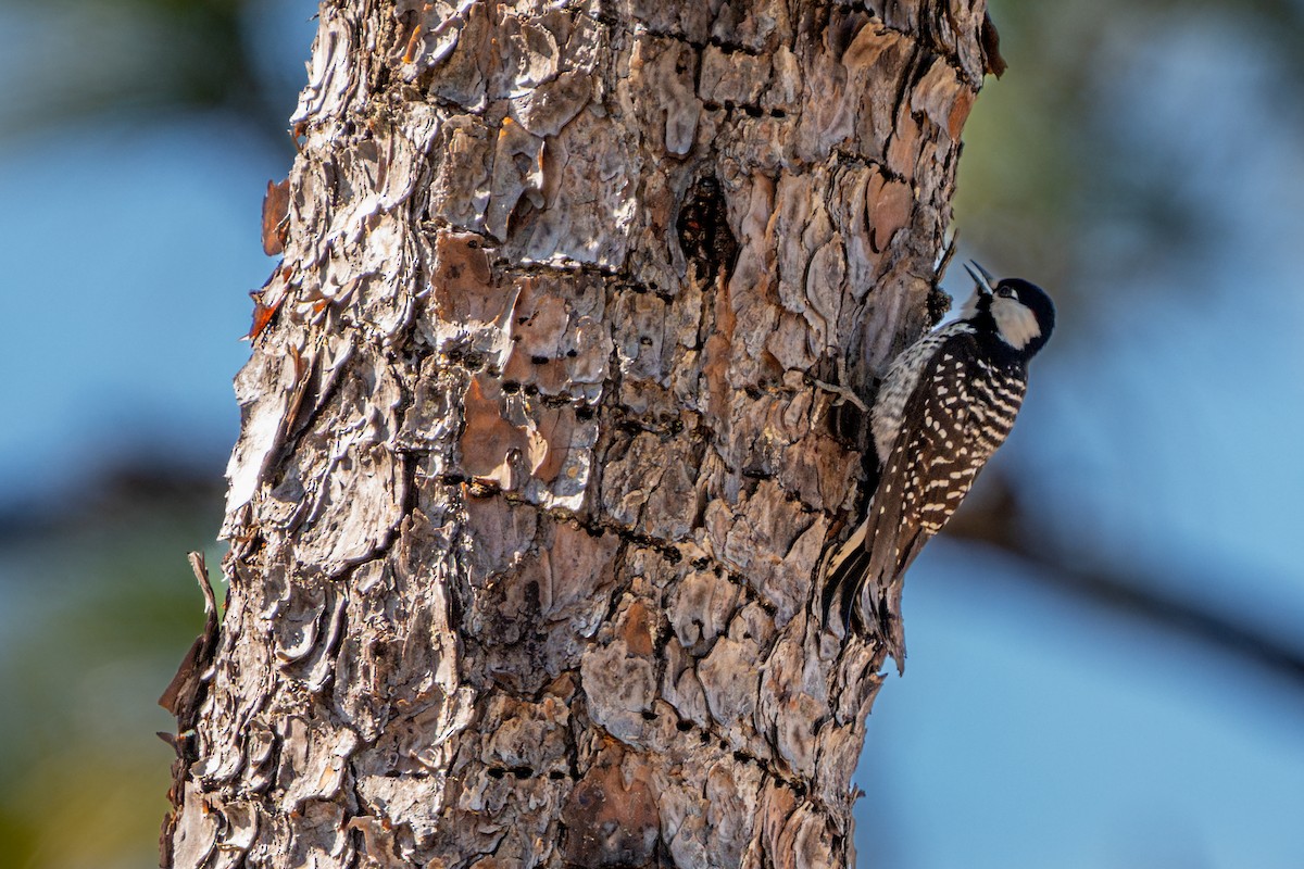 Red-cockaded Woodpecker - ML629581603