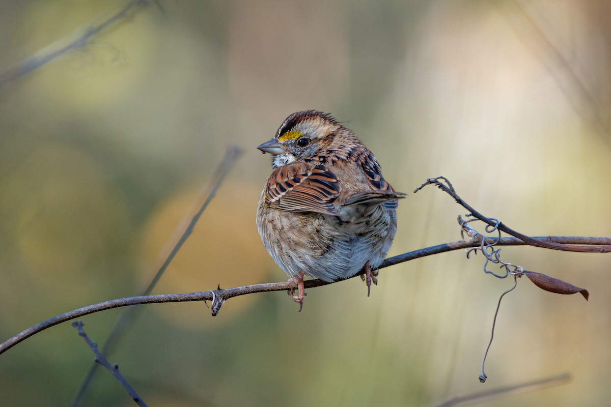 White-throated Sparrow - ML629581960
