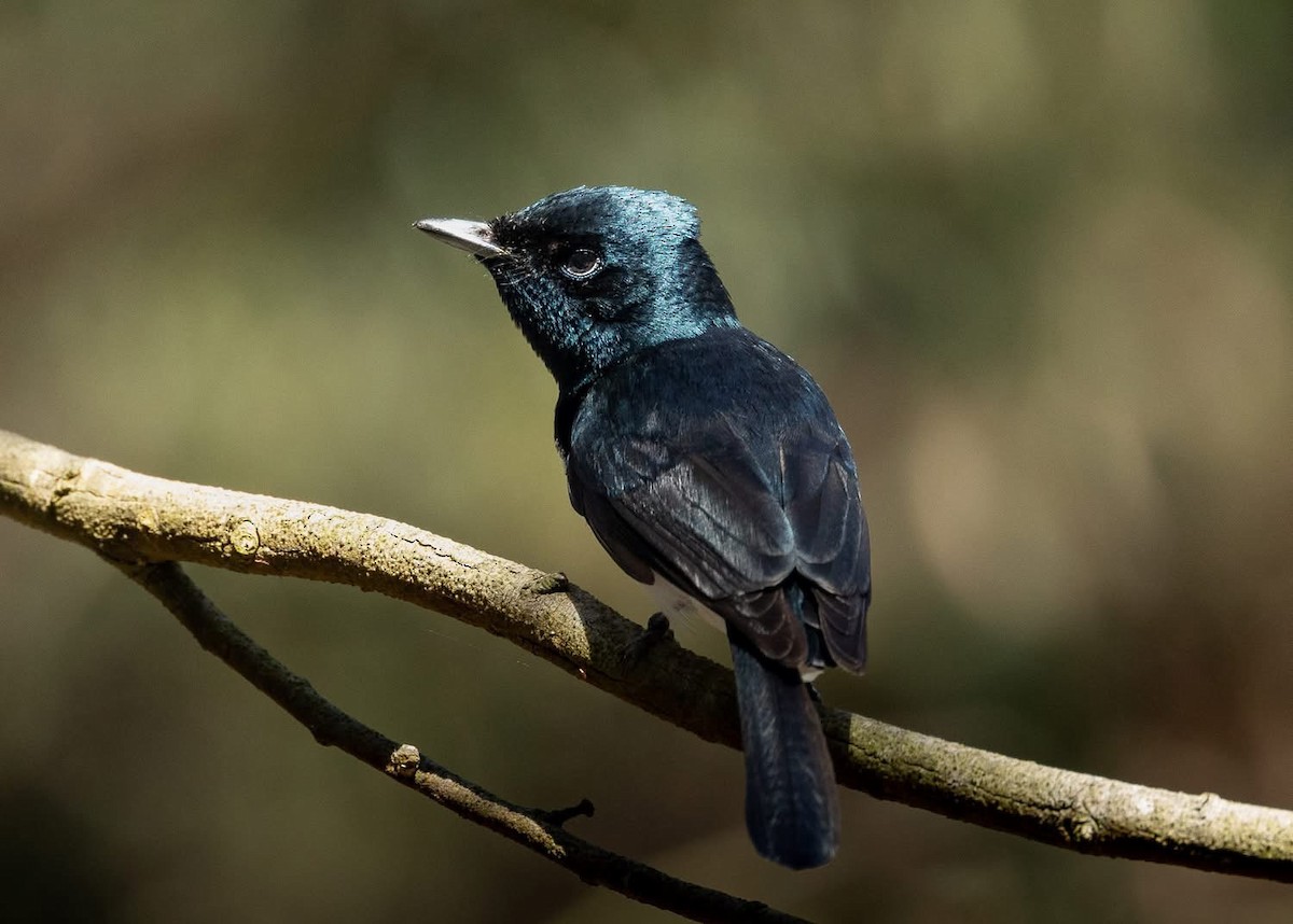 Satin Flycatcher - ML629582046