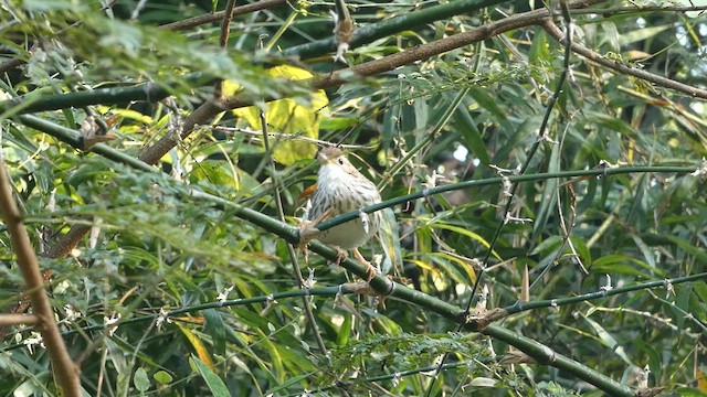 Puff-throated Babbler - ML629582103