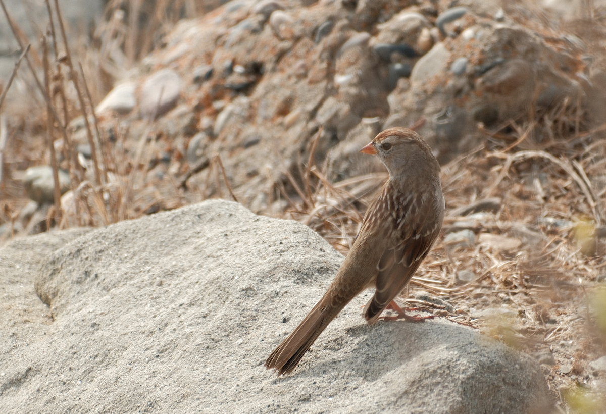White-crowned Sparrow - ML629582473