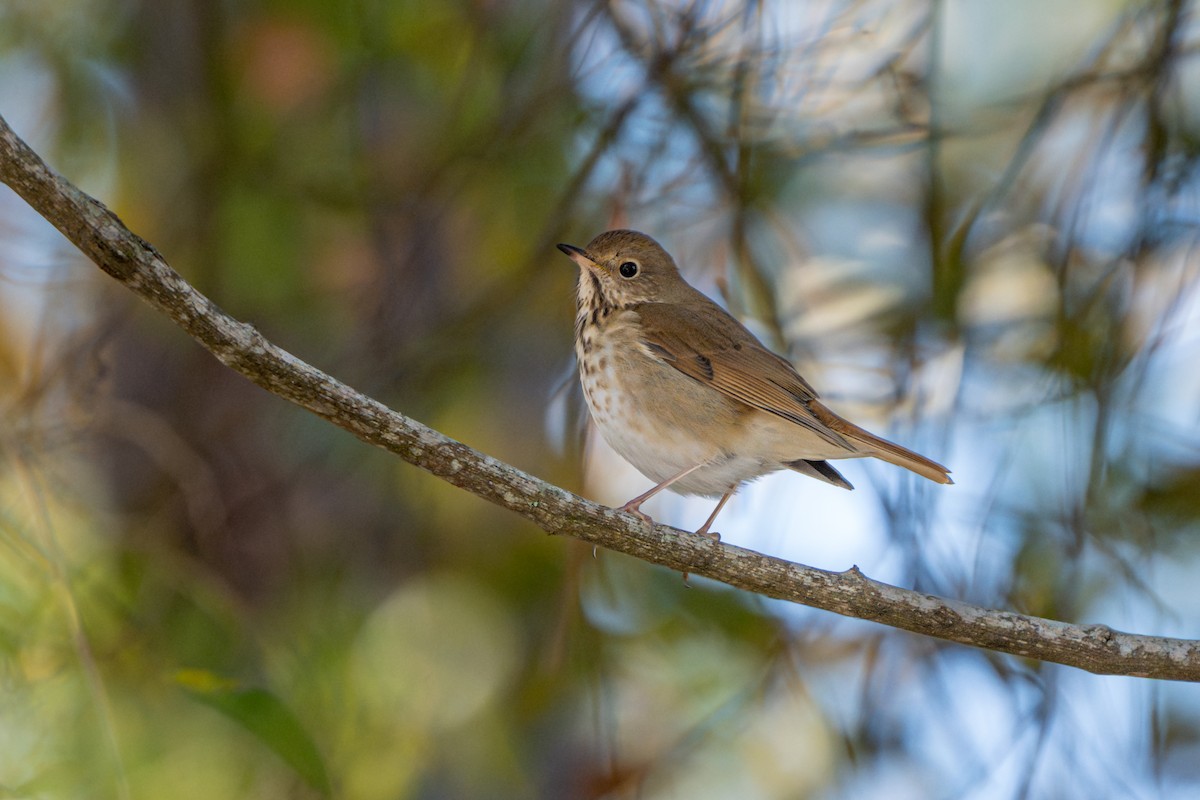 Hermit Thrush - ML629582487