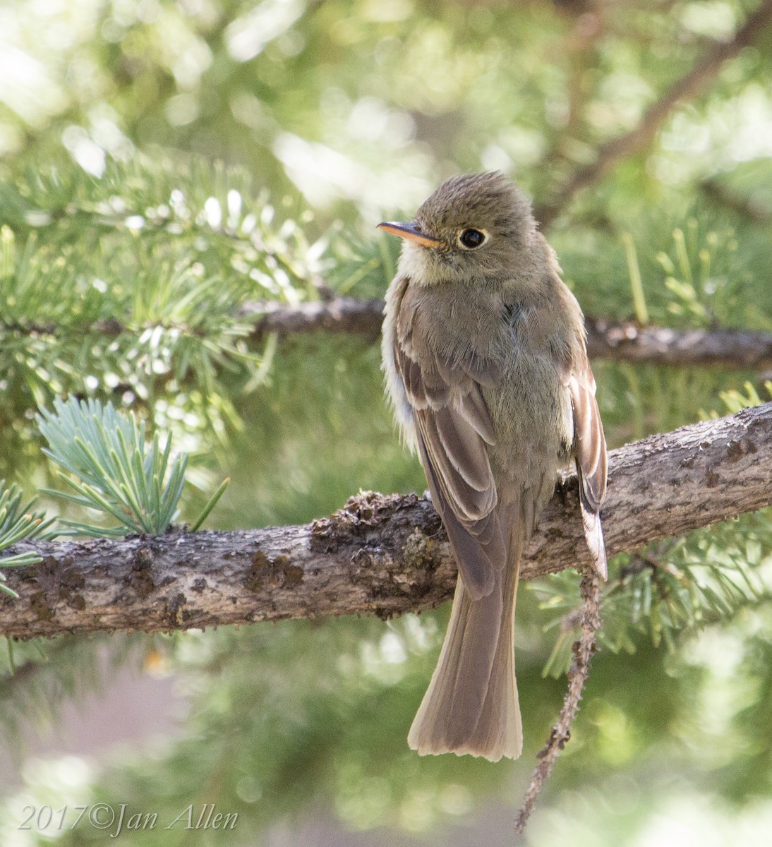 Western Flycatcher (Cordilleran) - ML62958251