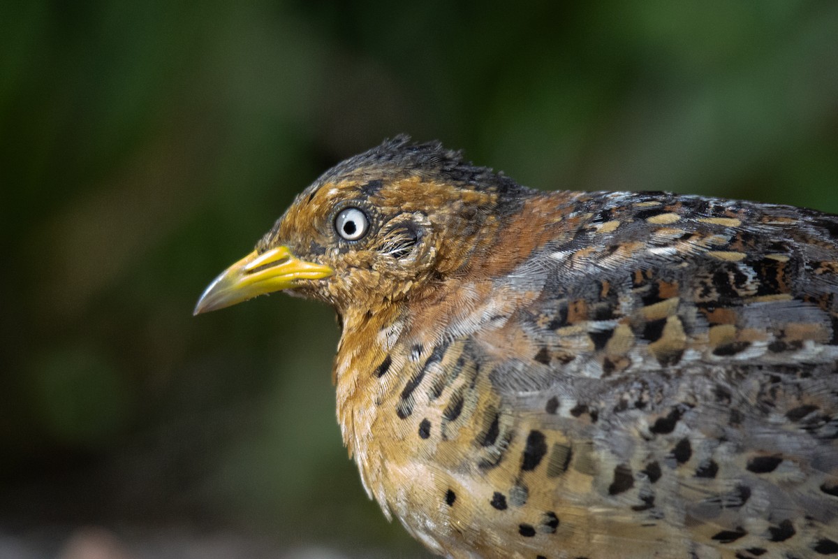 Red-backed Buttonquail - ML629582547