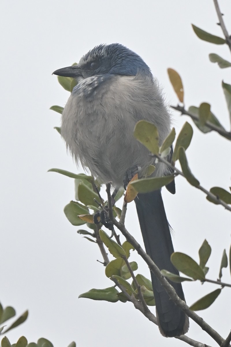 Florida Scrub-Jay - ML629582579
